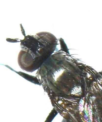 Phorbia sp.
